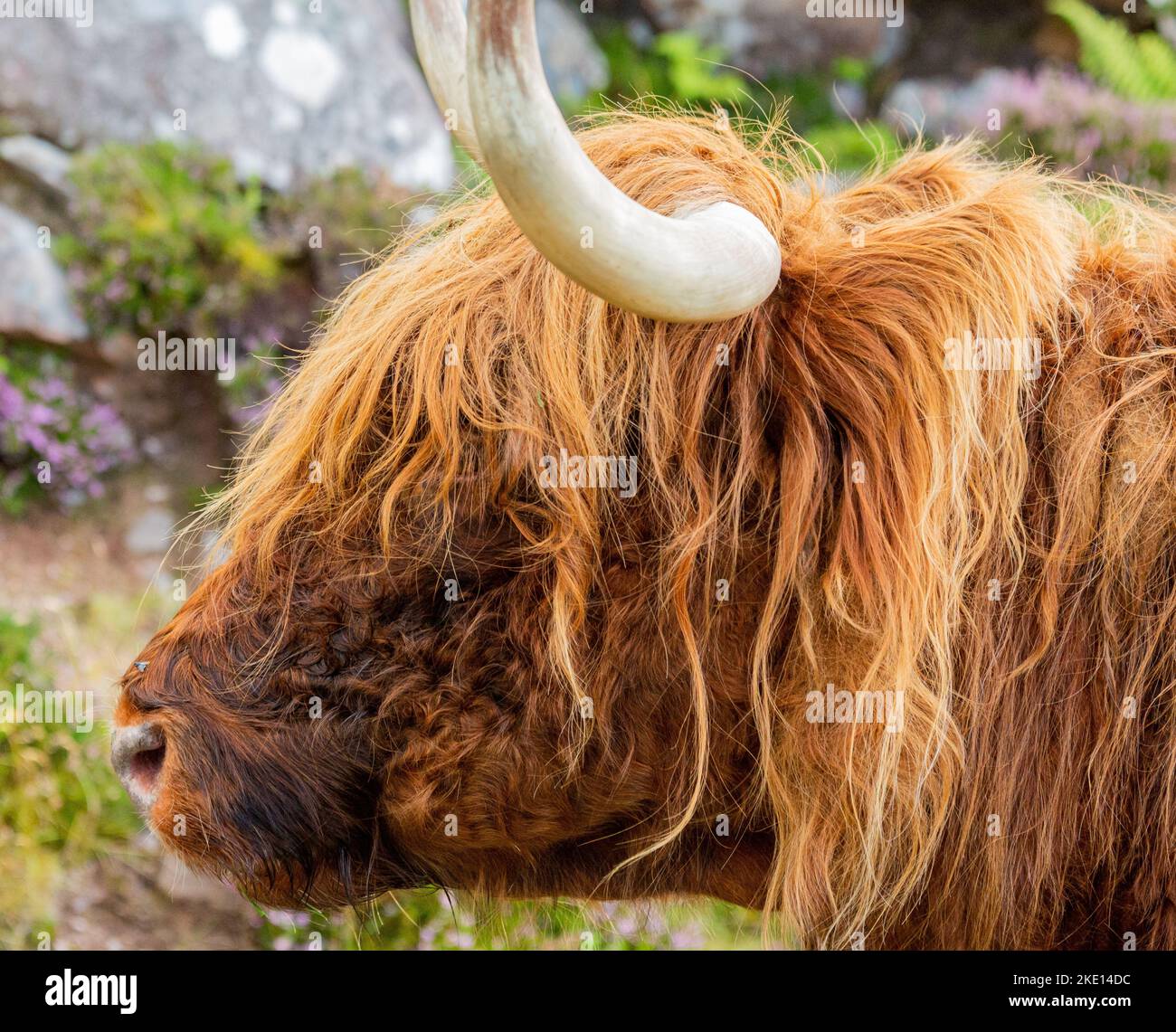 A portrait of a brown hairy bull Stock Photo - Alamy