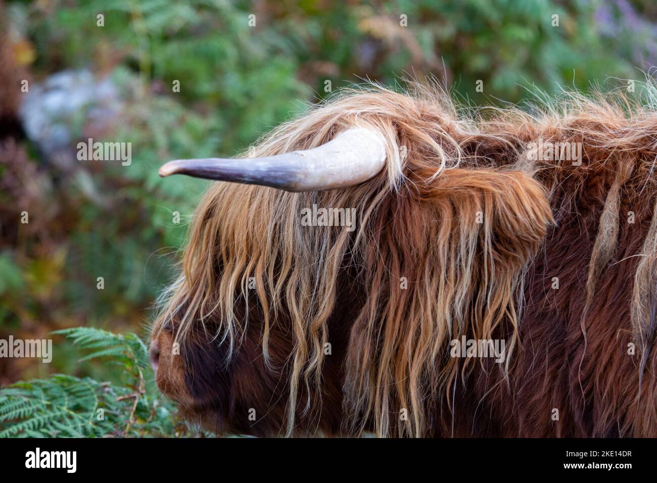 A portrait of a brown hairy bull Stock Photo - Alamy