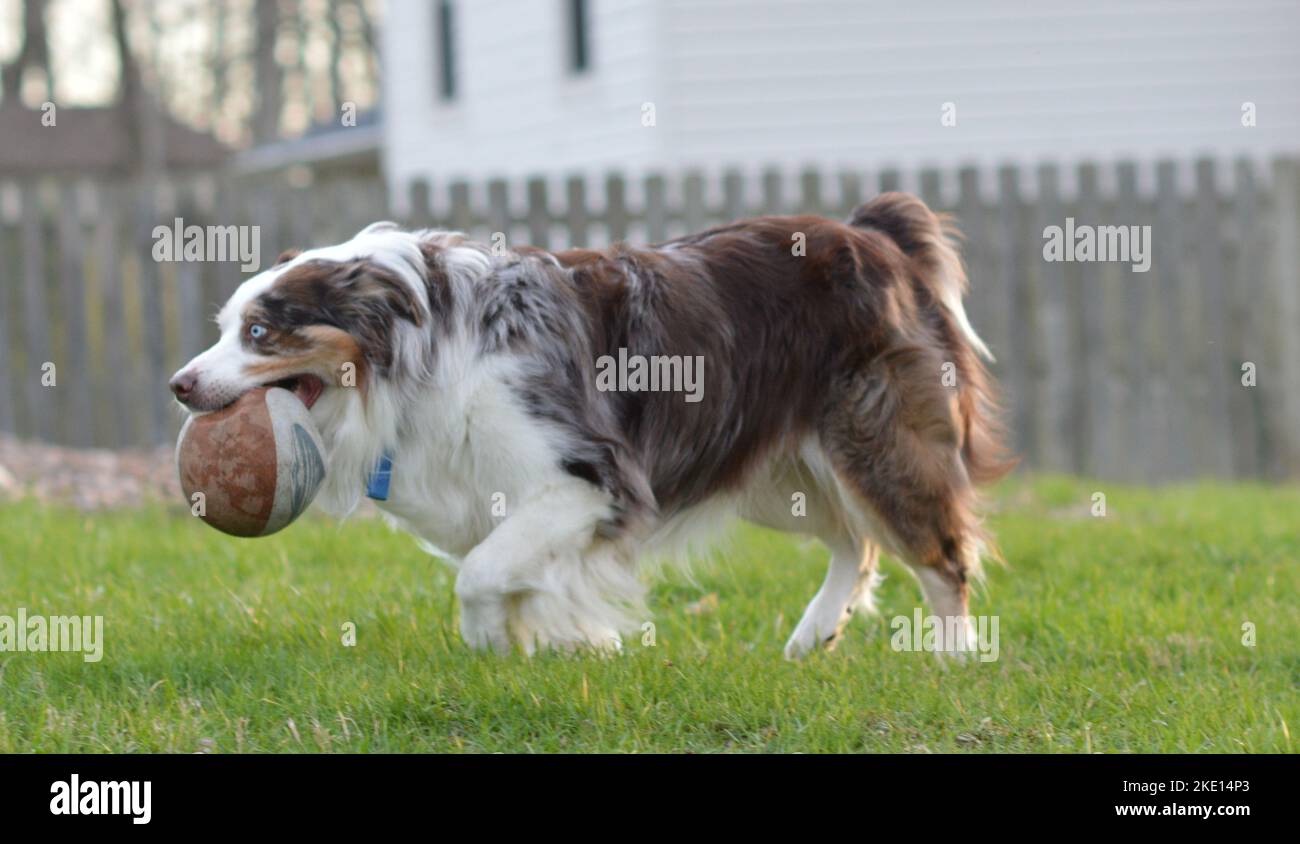 A close-up shot of a blue-eyed Border Collie carrying a ball in its mouth Stock Photo