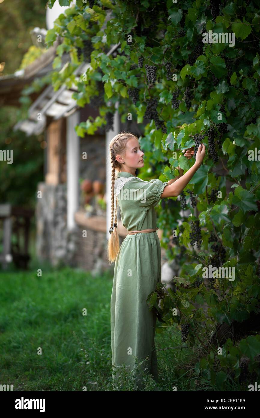 girl in a green dress picks grapes in summer Stock Photo