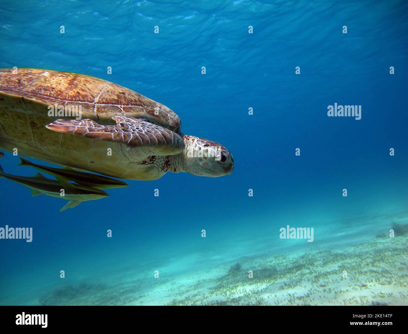 Green turtles are the largest of all sea turtles. A typical adult is 3 to 4 feet long and weighs between 300 and 350 pounds. Stock Photo