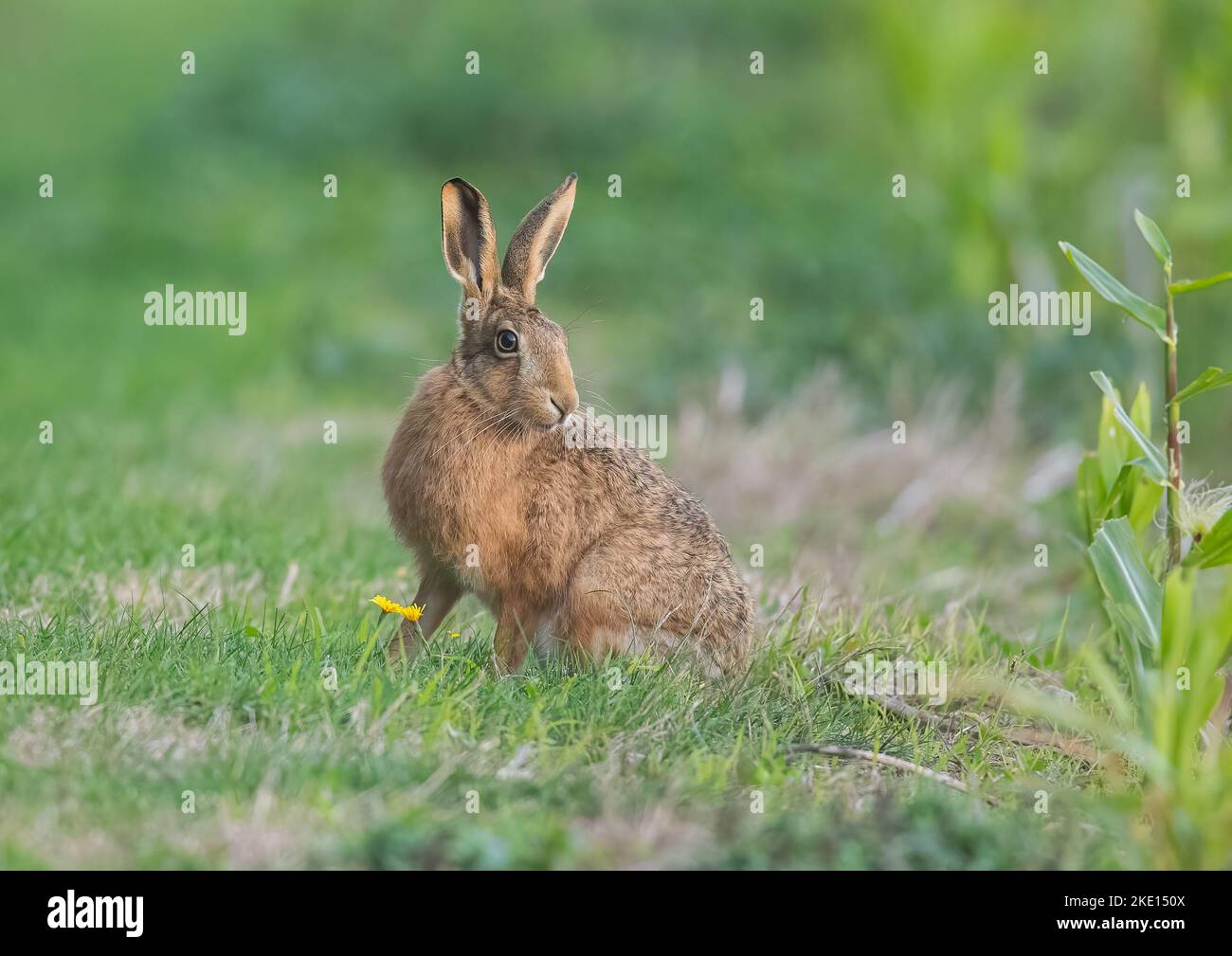 A Brown Hare ( Lepus europaeus) sitting in the sun amongst the dandelions in a grassy meadow . Suffolk, UK. Stock Photo