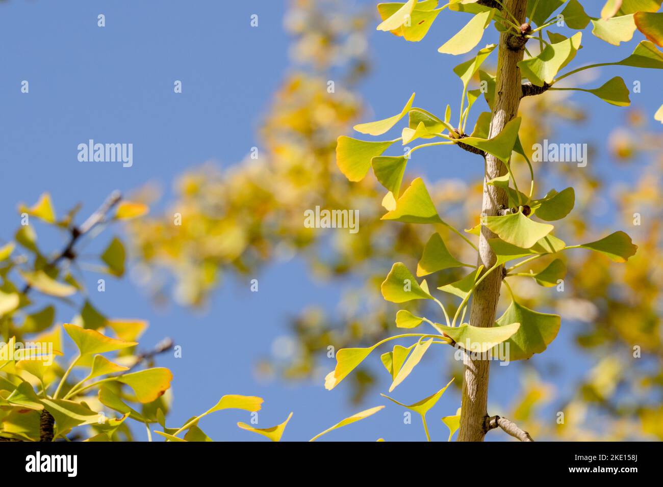 A wig with leaves of Ginkgo Biloba in shunshine Stock Photo - Alamy