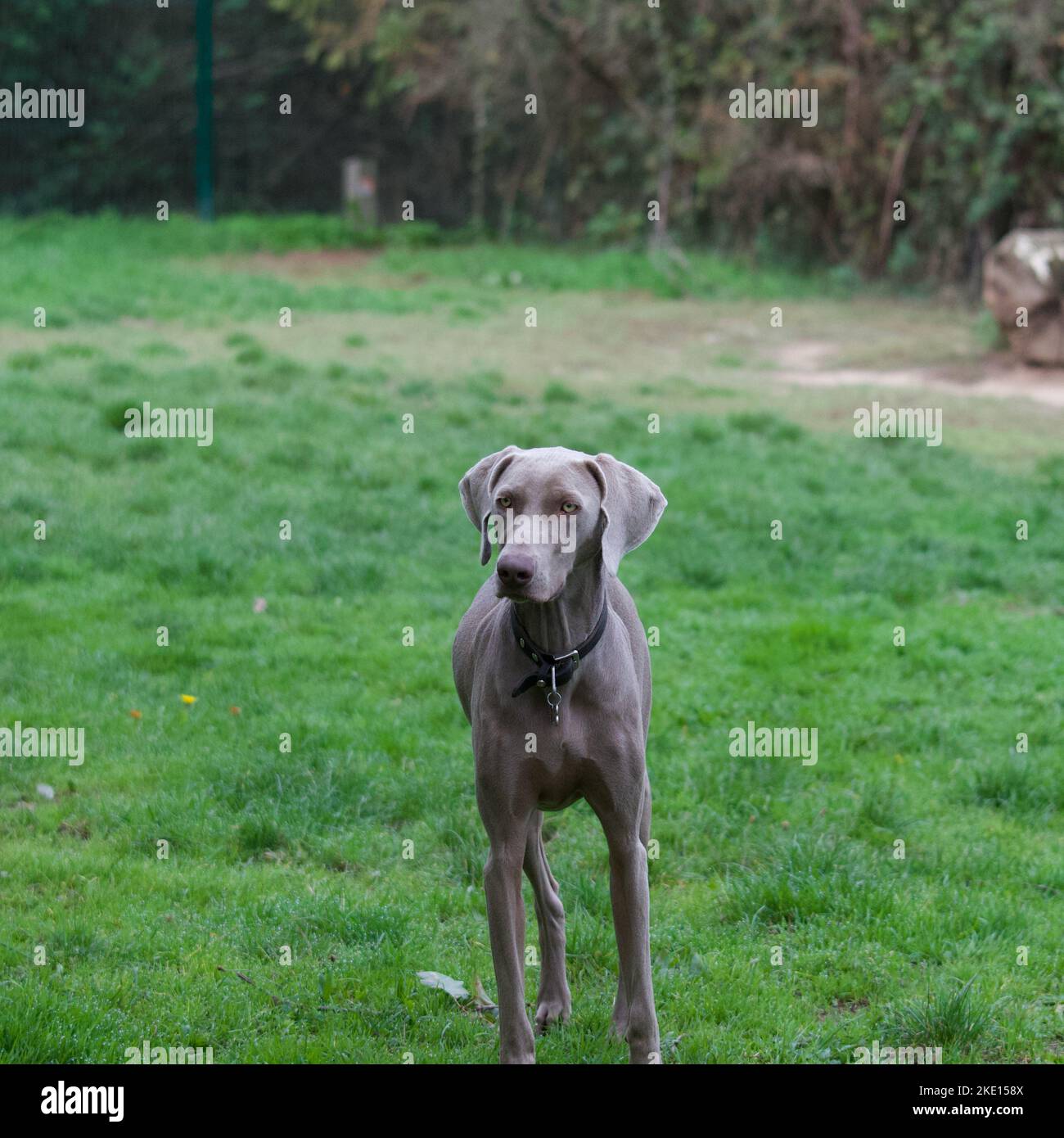 One beautiful Weimaraner dog in a dog park looking away with a serious attitude. Stock Photo