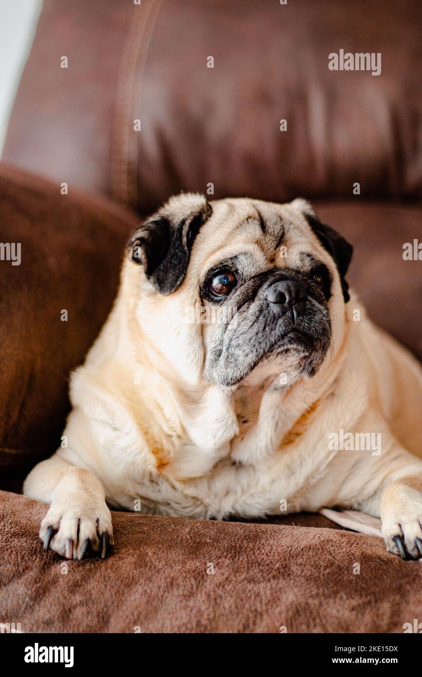 Front View Pet Portrait Close-Up of Pug of Brown Couch Stock Photo