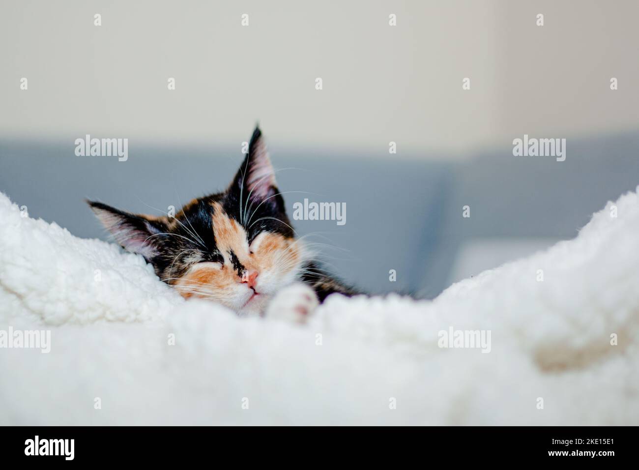 Calico Resting on Soft Blanket Stock Photo