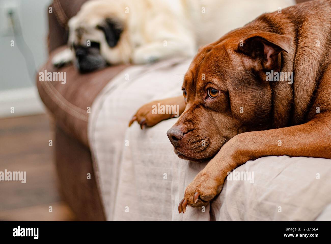 Two Pups Lounging on the Couch Stock Photo