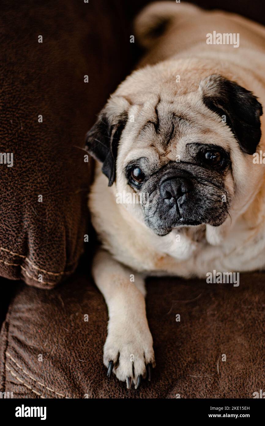 Pug Pet Portrait on Brown Couch Stock Photo