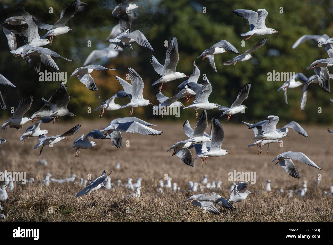 Masses of Black headed gulls (Chroicocephalus ridibundus) following the tractor direct drilling beans in to Autumn stubble . Suffolk, UK Stock Photo
