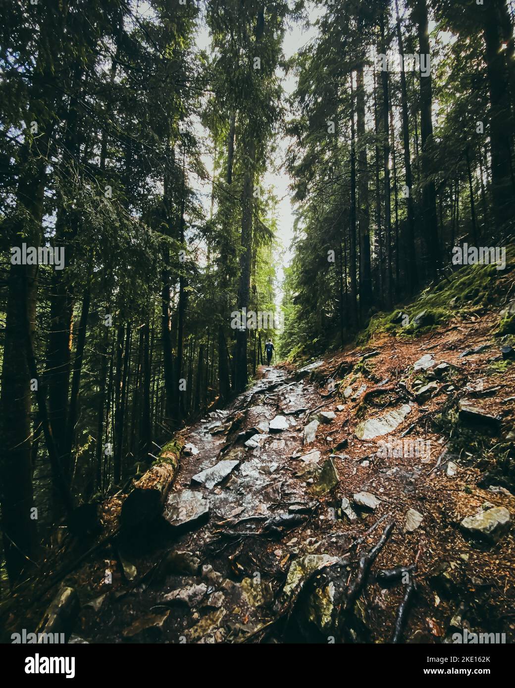 Mountain pine forest hi-res stock photography and images - Alamy
