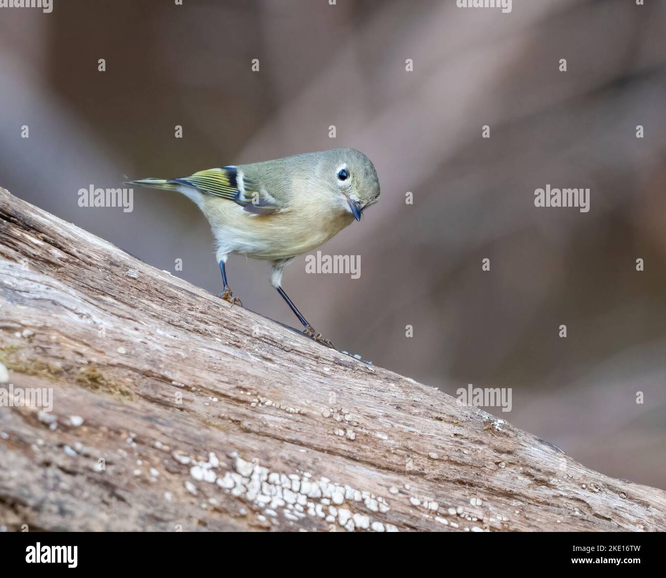 Female ruby crowned kinglet on hi-res stock photography and images - Alamy