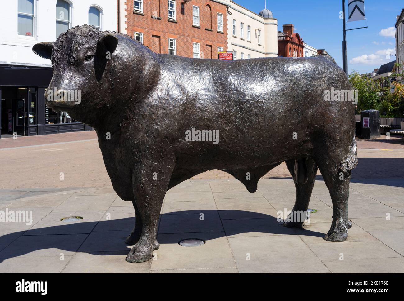 Hereford Bull statue or The Bull Statue a lifesized bronze statue of a
