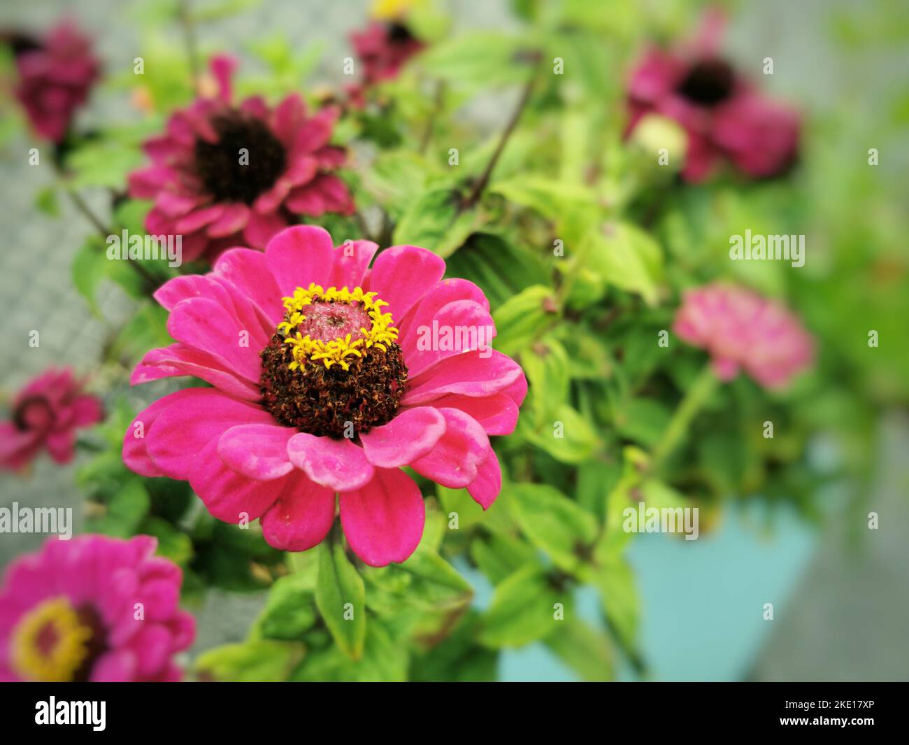A selective focus of pink zinnia in the flower pot with green leaves blurred background Stock Photo