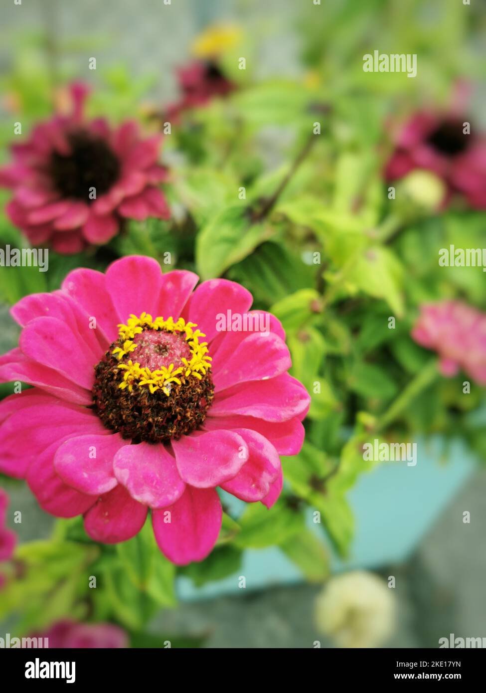 A vertical closeup of pink zinnia in the flower pot with green leaves blurred background Stock Photo