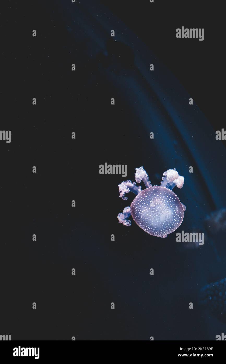 Violet jellyfish with legs floating in blue water. Closeup. jellyfish