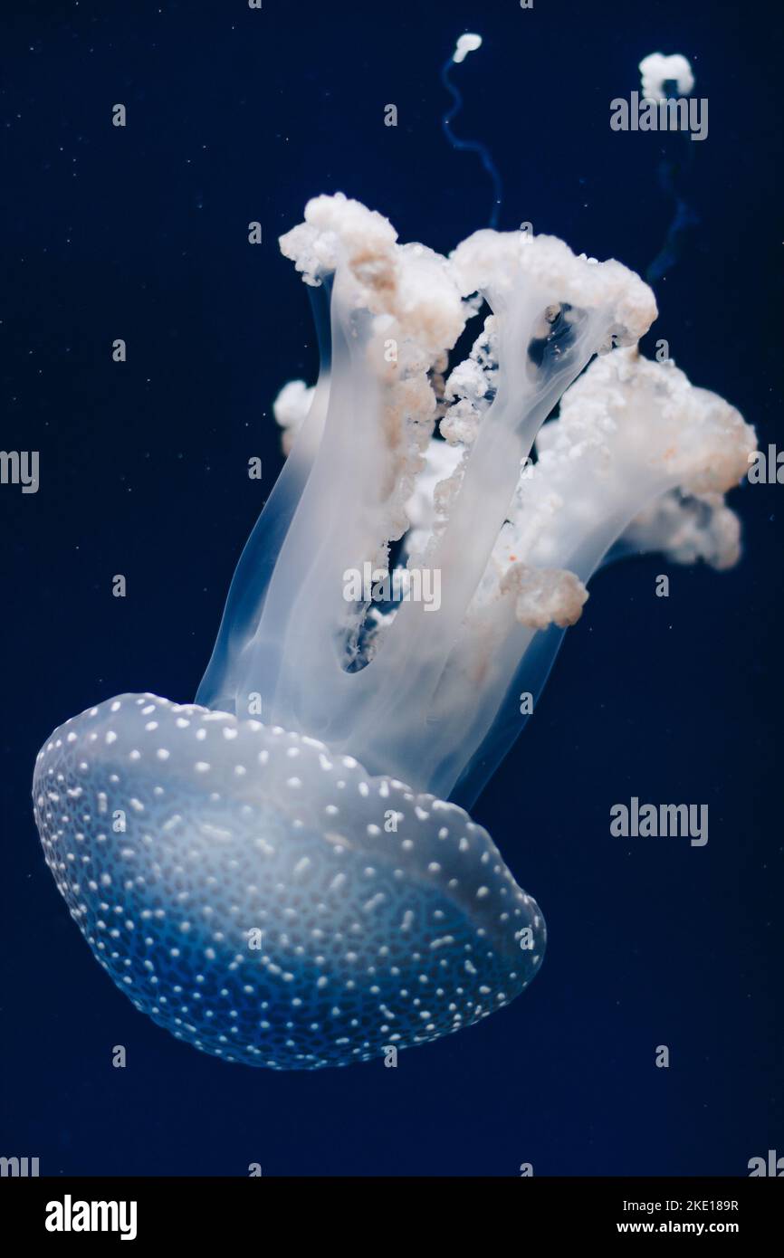 White jellyfish dance in dark blue ocean water Stock Photo - Alamy