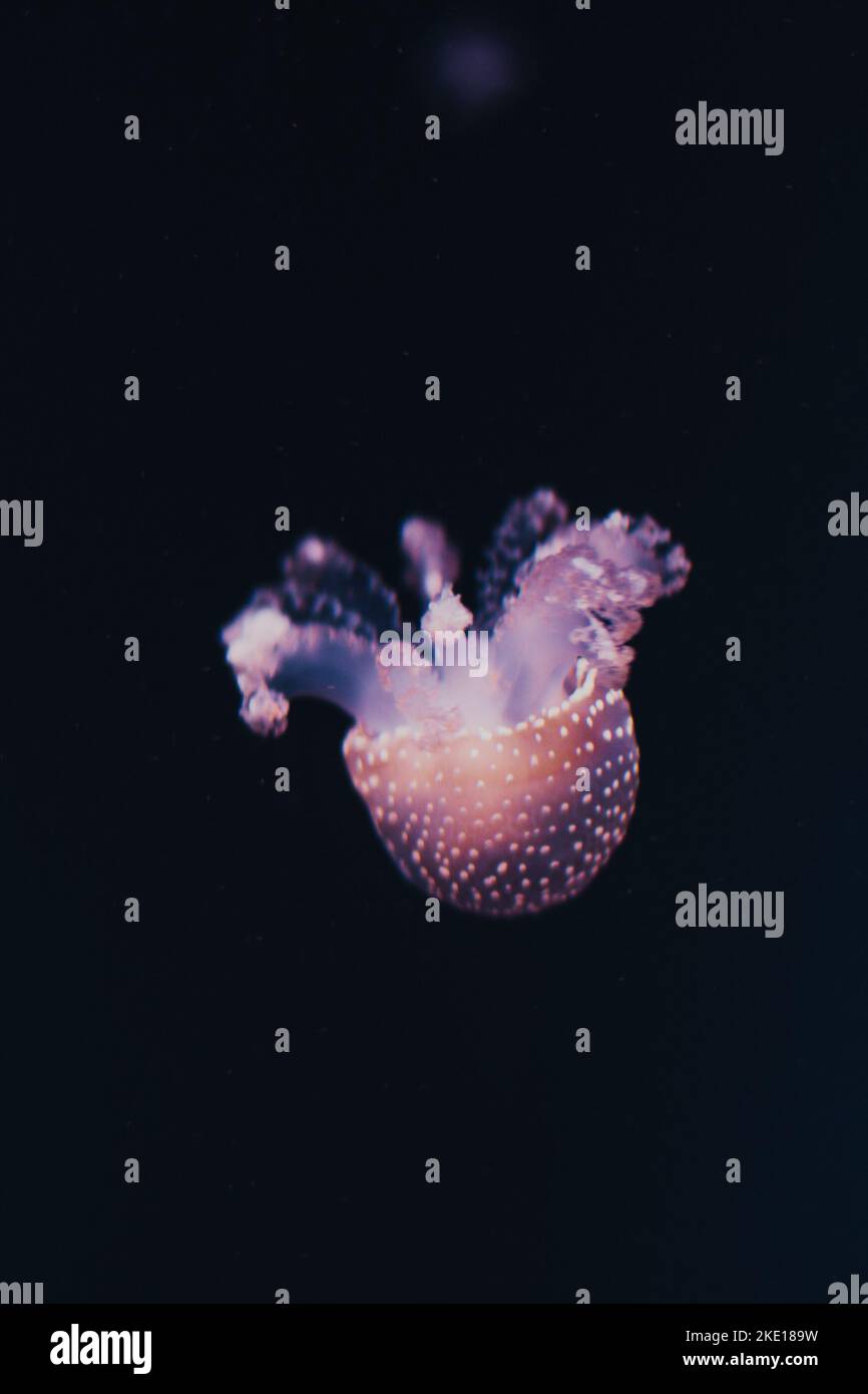 purple jellyfish dance in dark blue ocean water Stock Photo - Alamy