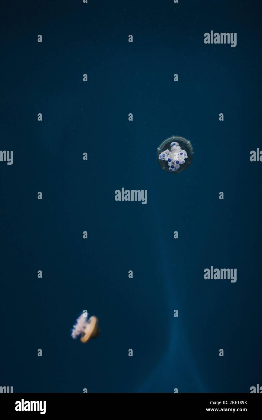 White jellyfish dance in dark blue ocean water Stock Photo - Alamy