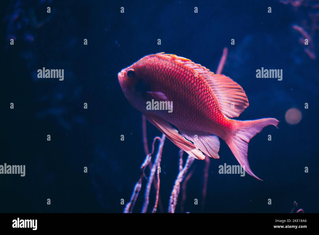 Aquarium freshwater fish swimming underwater Stock Photo