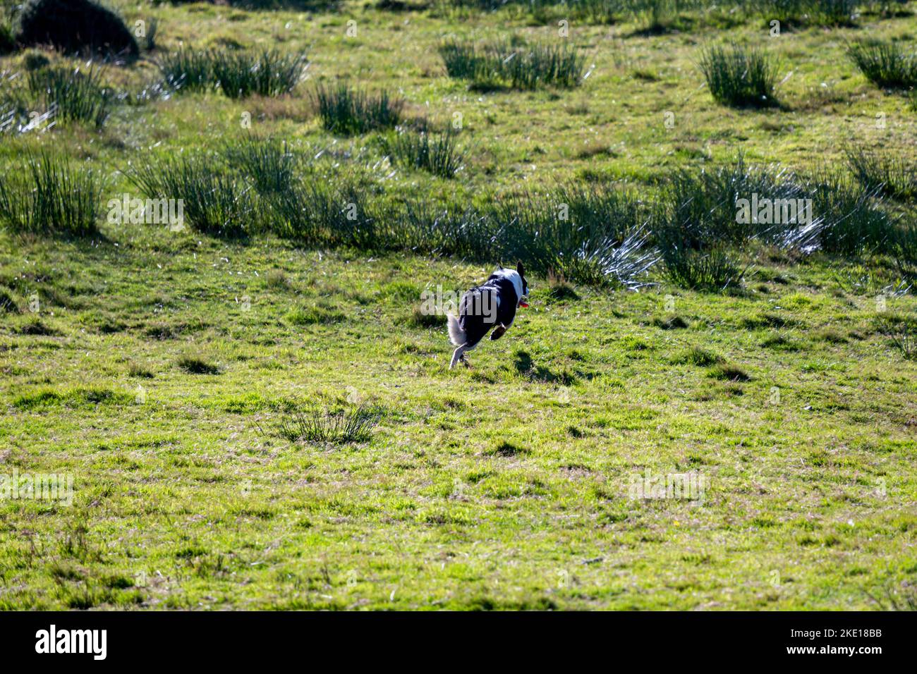 A black and white dog standing in the green meadows Stock Photo - Alamy