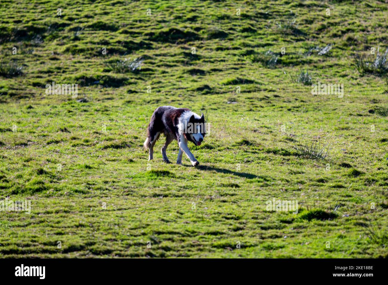 A black and white dog standing in the green meadows Stock Photo - Alamy