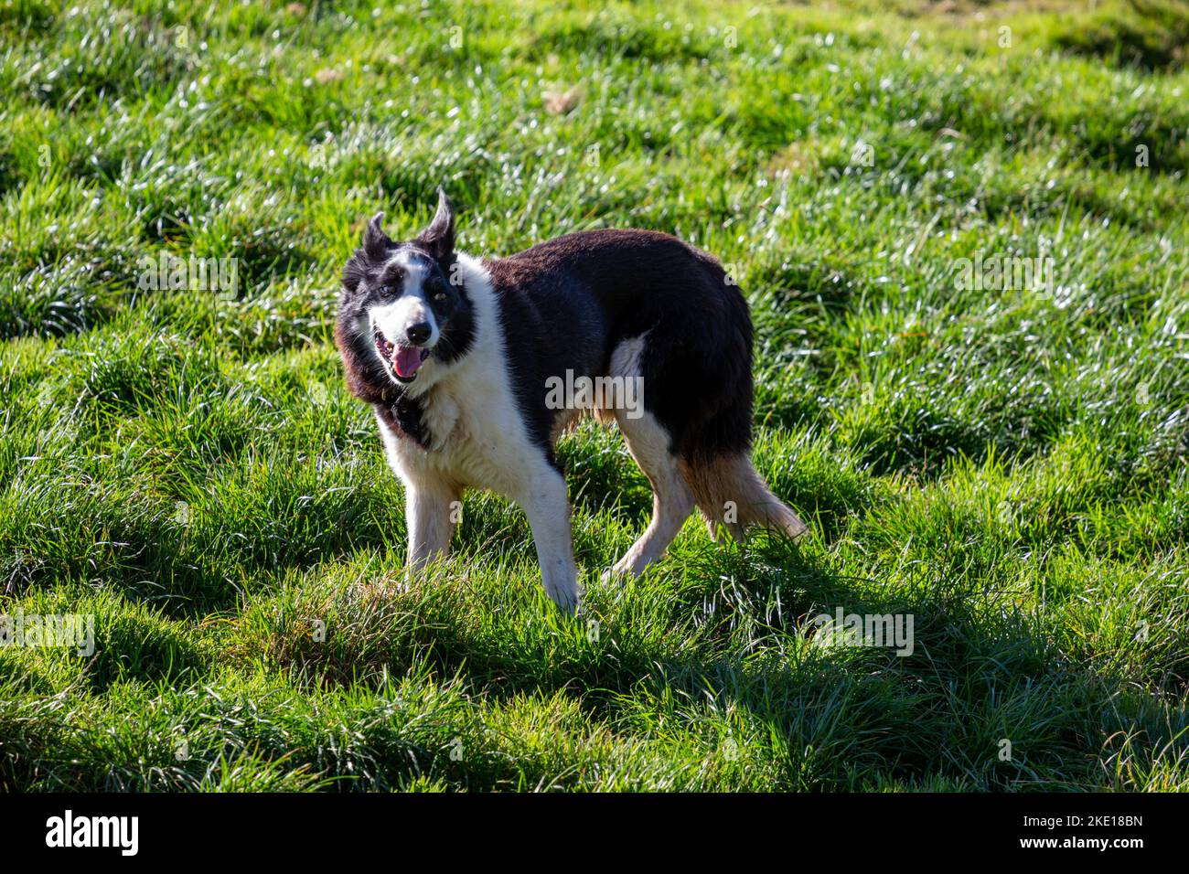A black and white dog standing in the green meadows Stock Photo - Alamy