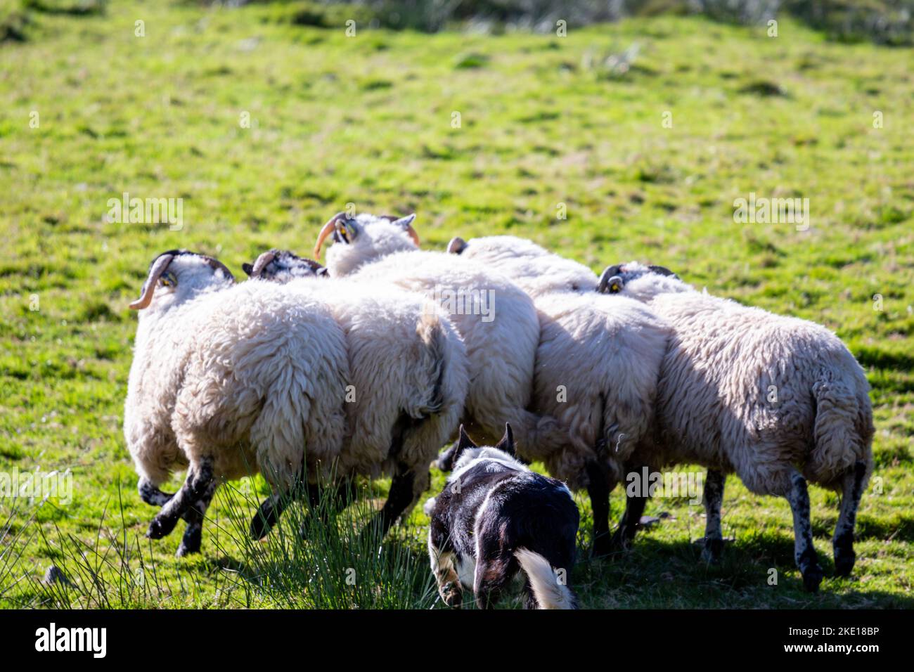 A flock of sheep chased by the dog in the meadows Stock Photo - Alamy