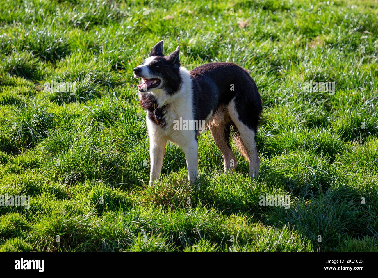 A black and white dog standing in the green meadows Stock Photo - Alamy