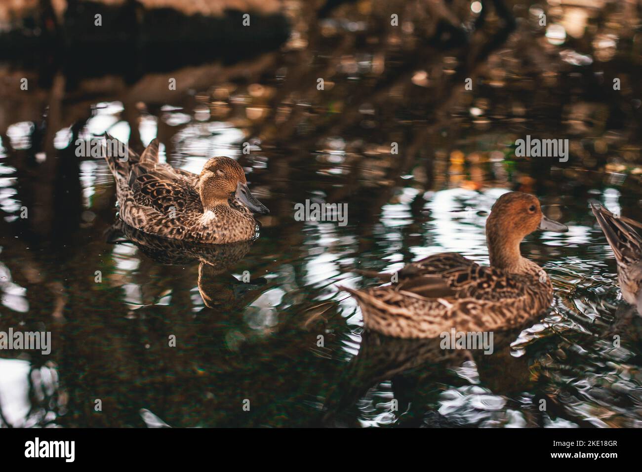 Brown ducks swim in the water where the leaves of the trees reflect. One duck has its eyes closed. Stock Photo