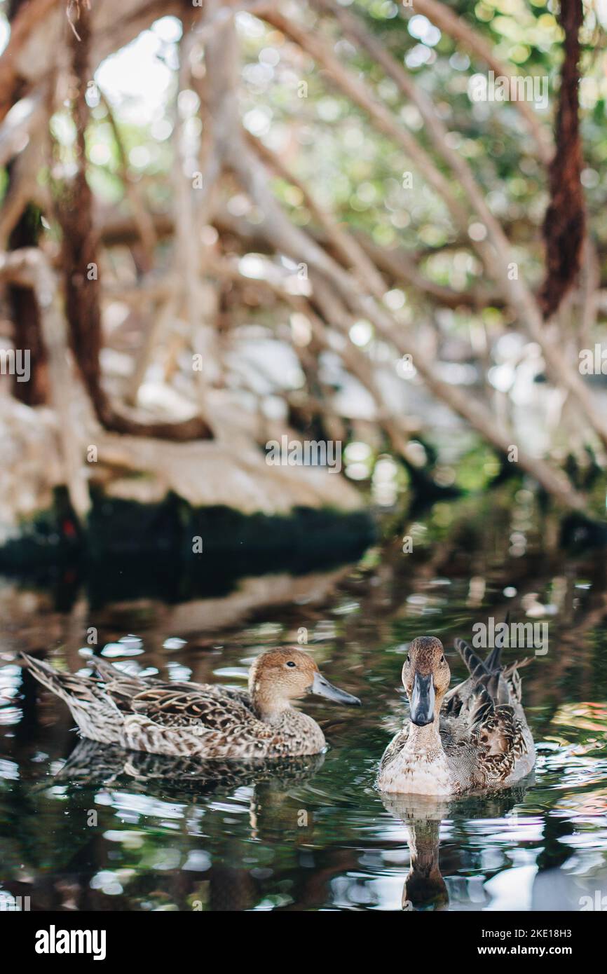 two brown ducks swim in the water where the leaves of the trees reflect. Stock Photo