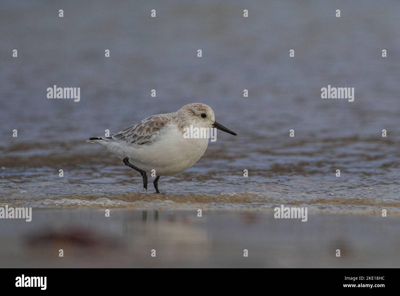 A close up shot of a Sanderling (Calidris alba)  on the shoreline of Dog's Bay,  Co. Galway  lokking for food . Stock Photo