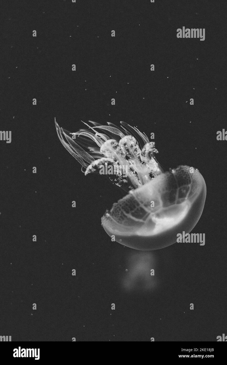 Jellyfish Black and White Stock Photos & Images Alamy