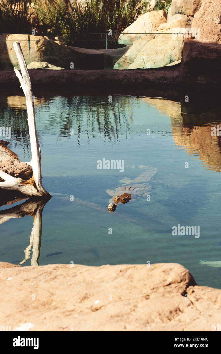 American Crocodile, Tarcoles River, Costa Rica. dangerous crocodile swimming in swamp Stock Photo