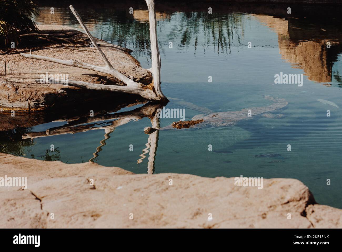 American Crocodile, Tarcoles River, Costa Rica. dangerous crocodile swimming in swamp Stock Photo