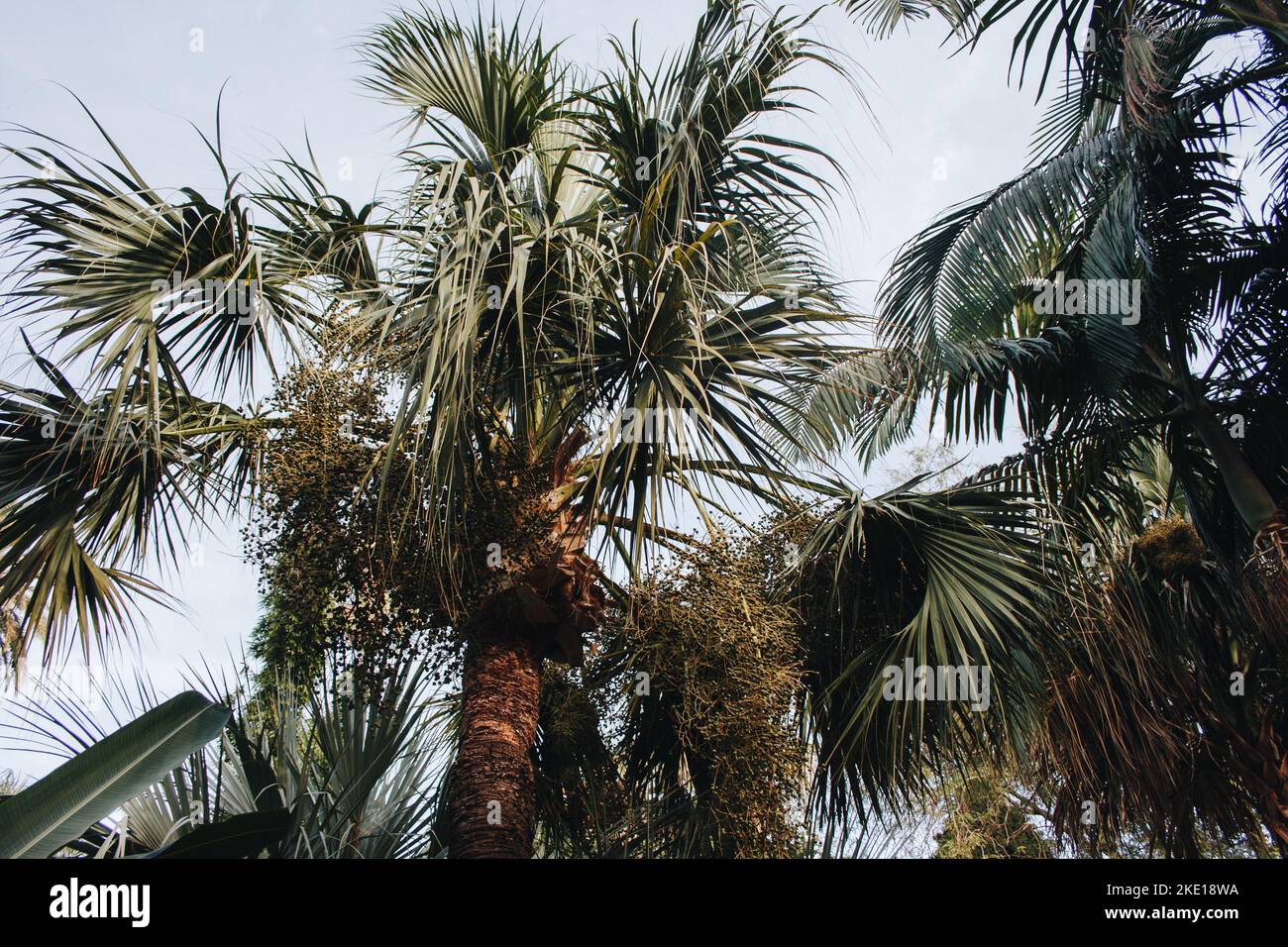 Close-up of green palm trees with blue sky from below. Stock Photo