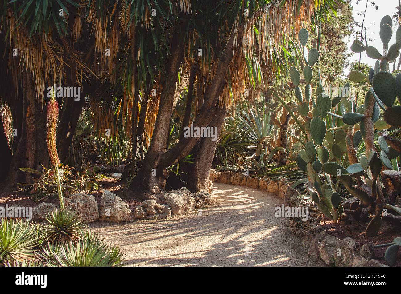 beautiful park with a footpath bordered by stones and next to flower beds with lush trees with green leaves and green cacti. sun rays shine on the foo Stock Photo