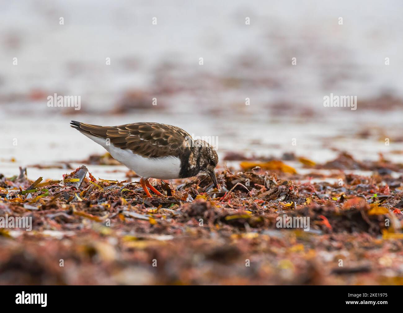 A Turnstone ( Arenaria interpres) raking through piles of sea weed on the beach , looking for food. Co Galway , Ireland Stock Photo