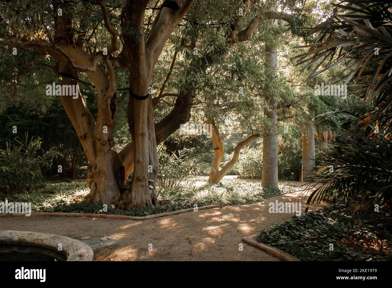 park with large trees, which has a sand path for pedestrians, which is bordered by concrete borders and flower beds with green grass and bushes. Stock Photo