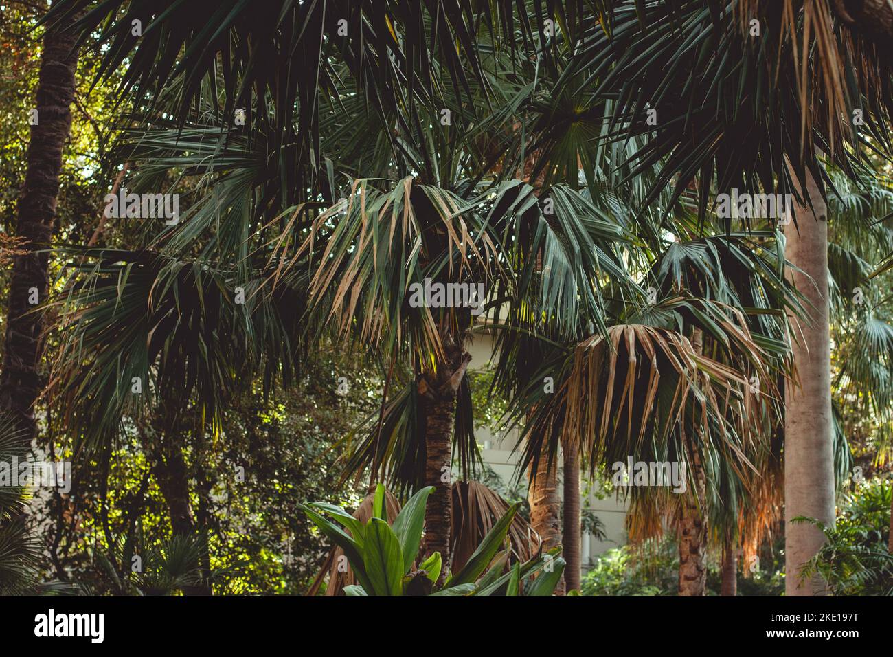 park with huge trees with green leaves on which the summer sun shines. Stock Photo