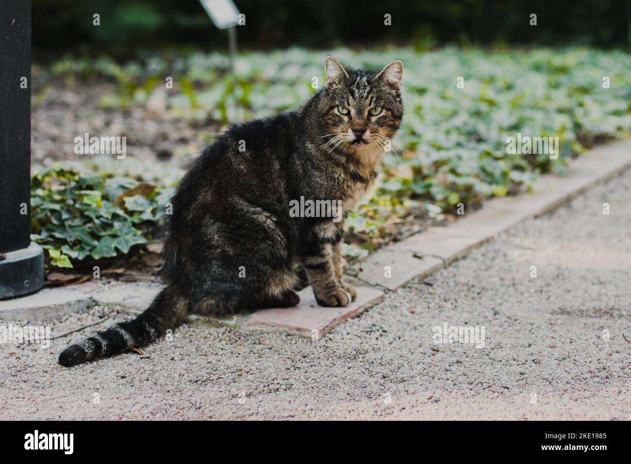 brown cat is sitting in a flower bed in a park next to a pedestrian sand path bordered by brick curbs. Stock Photo