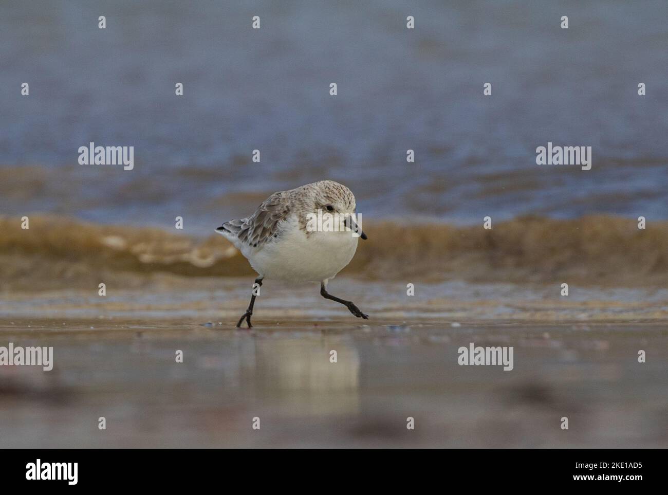 A Sanderling (Calidris alba) running along the foreshore in the waves catching food . Stock Photo