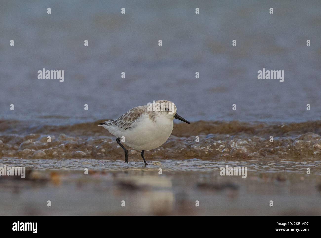 A Sanderling (Calidris alba) wading  along the foreshore in the waves catching food . Stock Photo