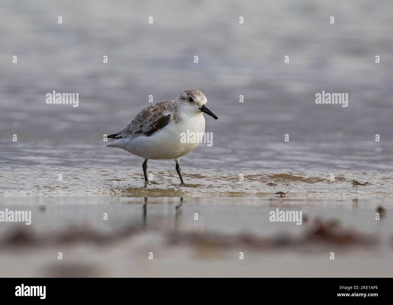 A Sanderling (Calidris alba) standing in the sea water catching food in the intertidal zone. Stock Photo