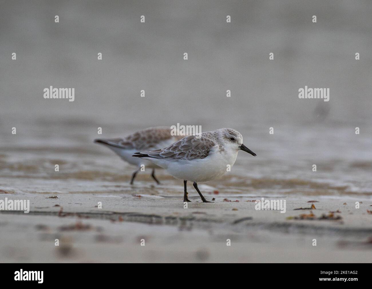 A Sanderling and his friend (Calidris alba) feeding along the foreshore in the intertidal zone  catching food . Stock Photo