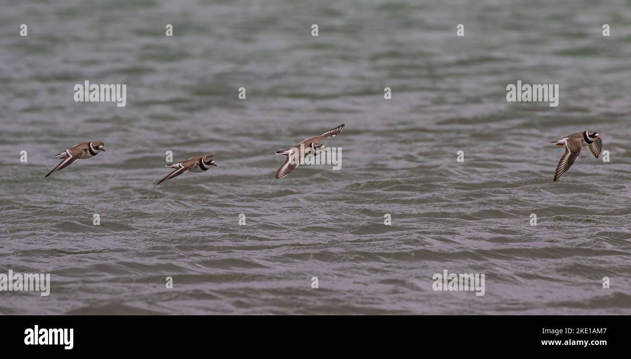 A group  of  four Ringed Plover ( Charadrius hiaticula) a flying over the Atlantic Coast of Connemara , Ireland . Stock Photo