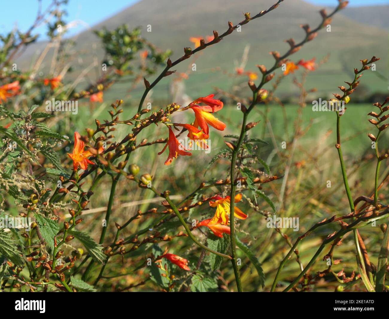 Broom in Ireland with Mount Brandon in the background Stock Photo