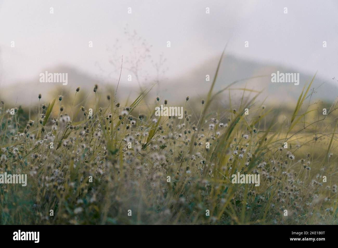 A closeup shot of grass and Eriocaulon heterolepis in autumn, on a field with blurred mountain in the background Stock Photo