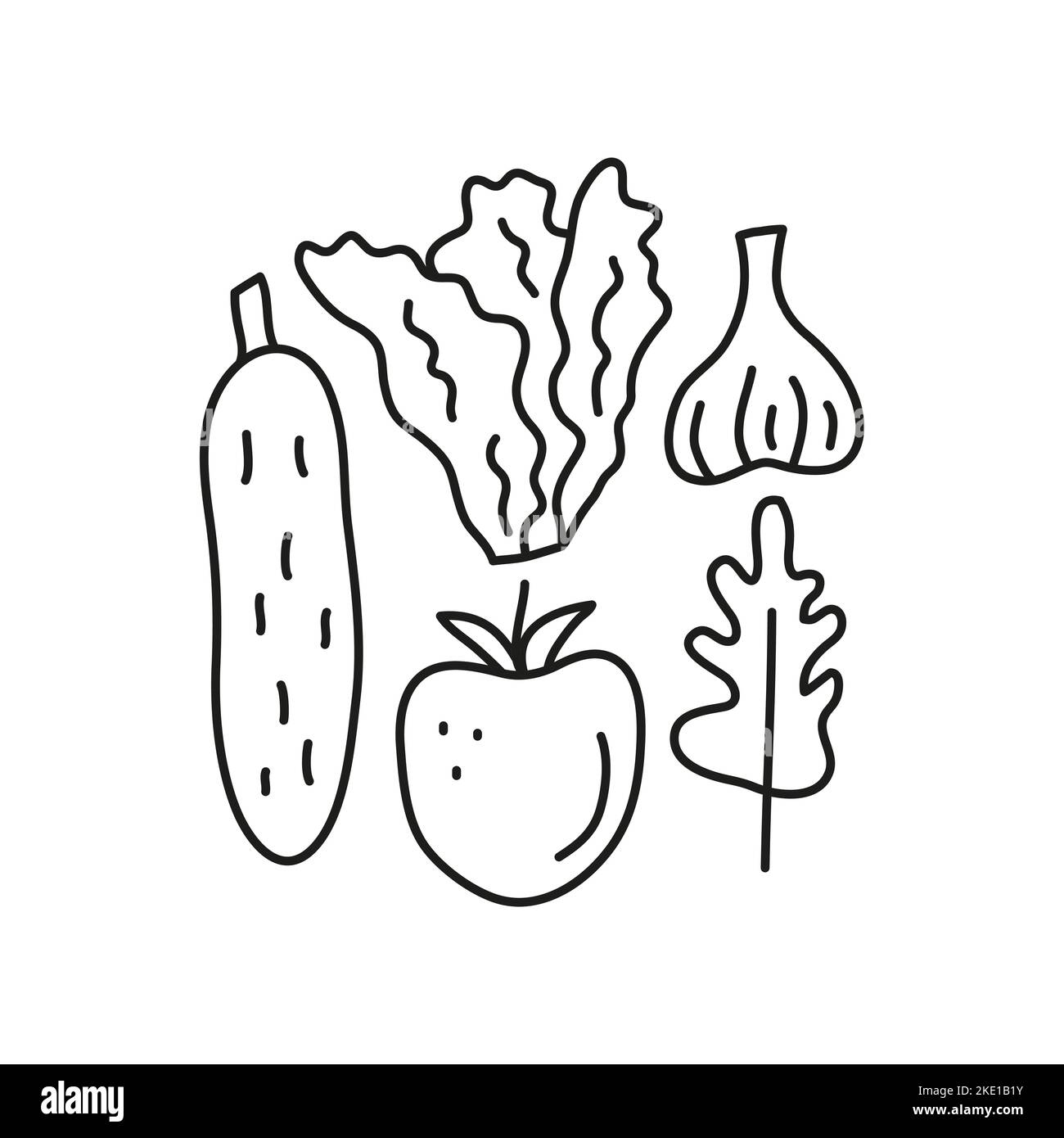Doodle outline cucumber, leafy salad, garlic, tomato, rucola isolated