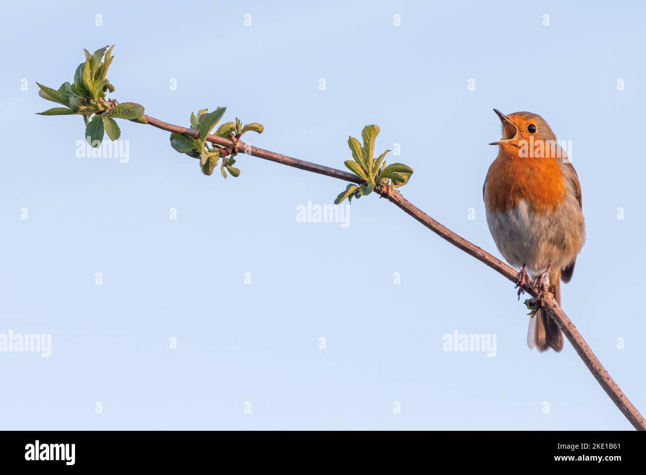 European robin singing. Cute British bird portrait Stock Photo
