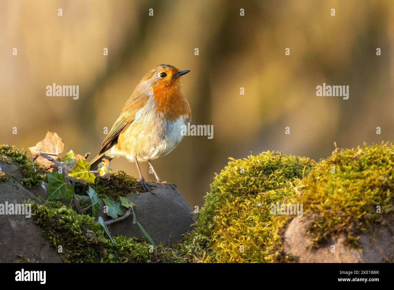 European robin. Cute British bird portrait Stock Photo